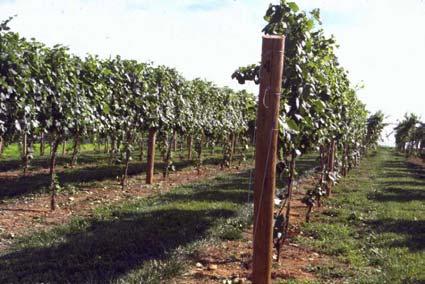 DETAILS OF TRAINING COMPARISON Vines established in 1998 at Winchester Three varieties: Viognier (la Jota clone) Cabernet franc (clone #1) Traminette (own-rooted or grafted) Three training systems:
