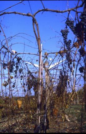 Geneva Double Curtain Cordons at top of trellis, separated by 4 Cordons spur-pruned to lower 180 ; alternating spur