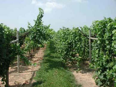 DETAILS OF TRAINING COMPARISON Row spacing = 10 and vine spacing = 8 Why this row spacing?