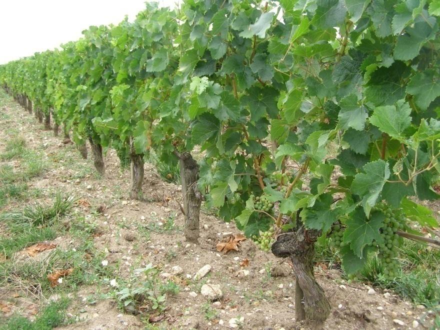 It affects everything then everything else Size matters: Big vines and small vines and