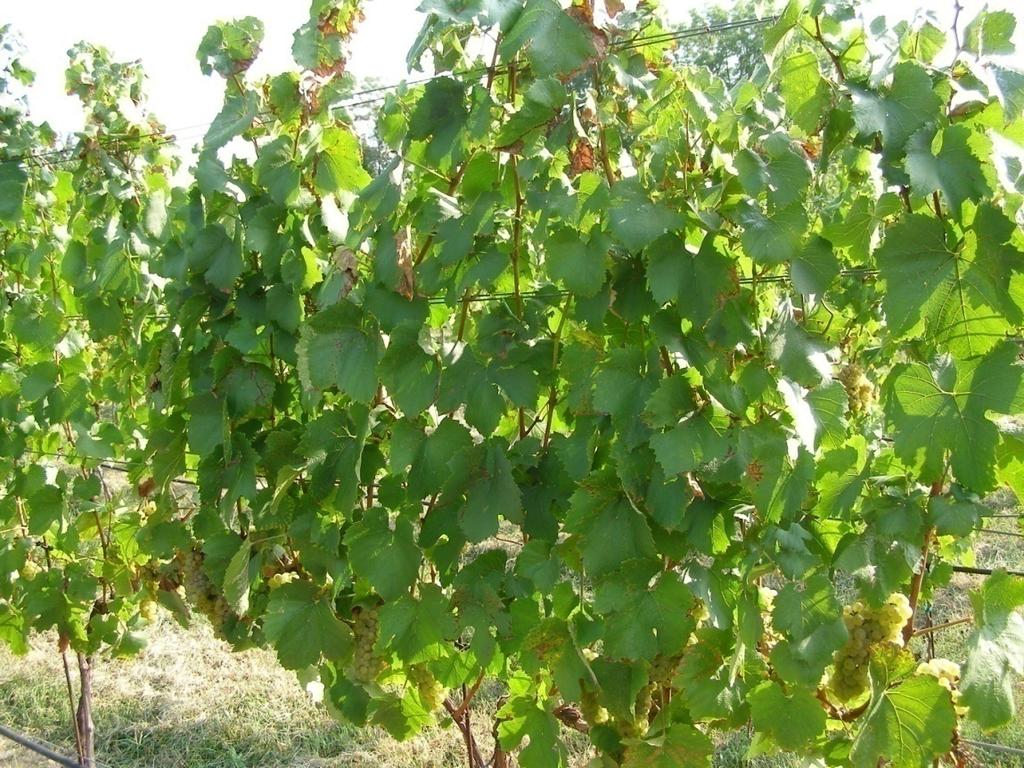 The end game: when it really counts Veraison to harvest: water