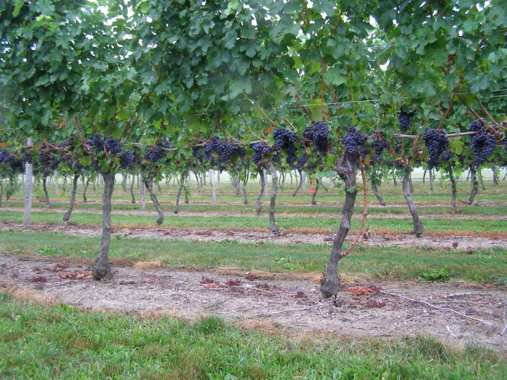 Vineyards in Rhode Island.