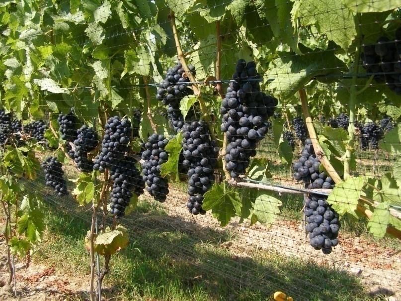Viticulture Goals Fully maturity fruit for wine making Fully mature wood for over wintering Get the fruit ripe as soon as possible so the vine can get the wood ripe for winter! How to get there?