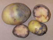 lenticels oozing tubers; well defined areas between healthy and Pythium diseased flesh; pink then black flesh with granular,