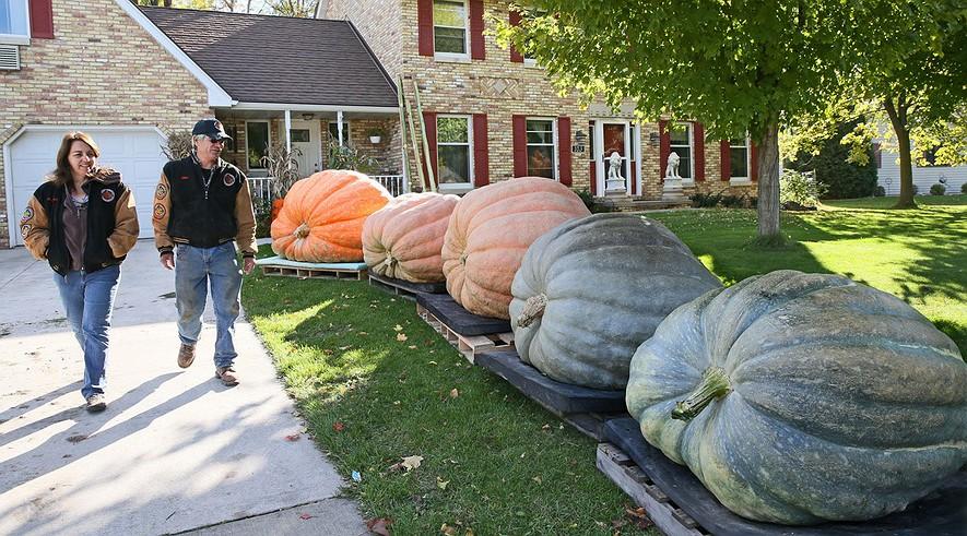 Pumpkins from another planet? No, Wisconsin By Milwaukee Journal Sentinel, adapted by Newsela staff on 10.26.