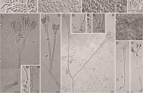Ophiostomatoid and ambrosia fungi