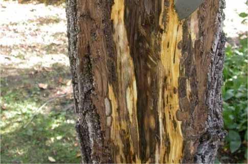 It may be years between initial beetle attack and visible symptoms The death spiral Tree vigor declines