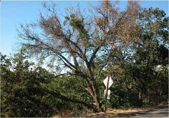 Thousand Cankers Disease: Areas of Interest in CA Winters, Solano Co.