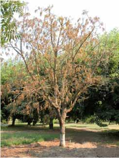 Thousand Cankers Disease: Areas of Interest in CA J. regia J. regia J. regia J. hindsii J. californica Davis, Yolo Co.: Black walnuts are dying in research germplasm collections, e.