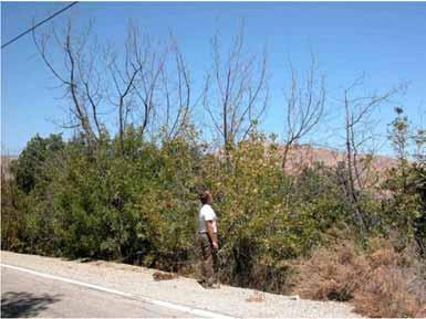 Thousand Cankers Disease: Areas of Interest in CA Piru Lake, Ventura Co.