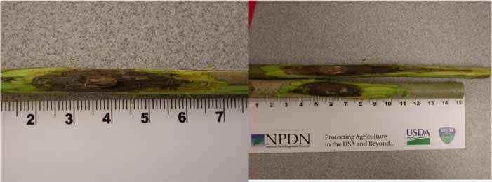 March 2008 Canker formation in black walnut 8 weeks after inoculation with isolates of Fusarium solani and Geosmithia morbida Isolate Number of inoculation sites developing cankers Average and