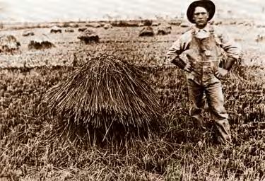History of California Rice " 49er to Farmer!