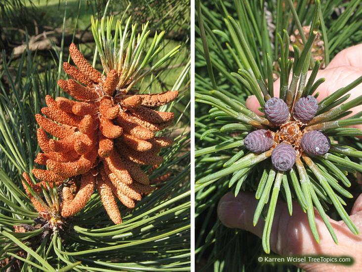 Pines are monoecious; producing male pollen cones (on left) and separate female seed cones (on right) all on the same plant.