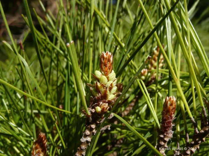 Note: This photo is meant to show general images for flowers. The images are not from the same pine species and may not be of the same species referenced in this Plant Profile.