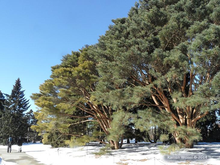 png Winter interest: Description: Tanyosho pine is especially beautiful in the winter as snow highlights its unique form and contrast nicely with the ornamental bark.