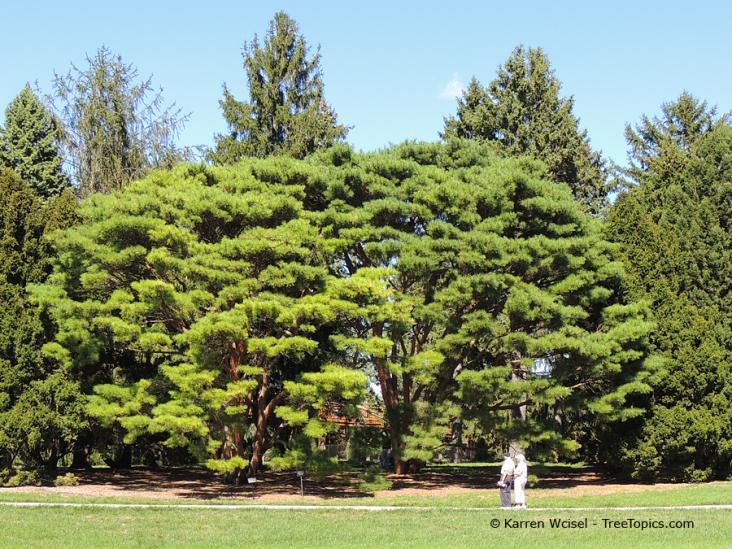 However, these tanyosho pines planted at The Morton Arboretum show a degree of this color variation throughout the year probably due to typical genetic diversity within a species.