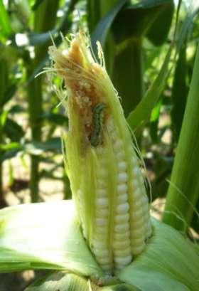 Pest of sweet corn, seed corn and tomato Two generations per year where it overwinters 2 nd is usually