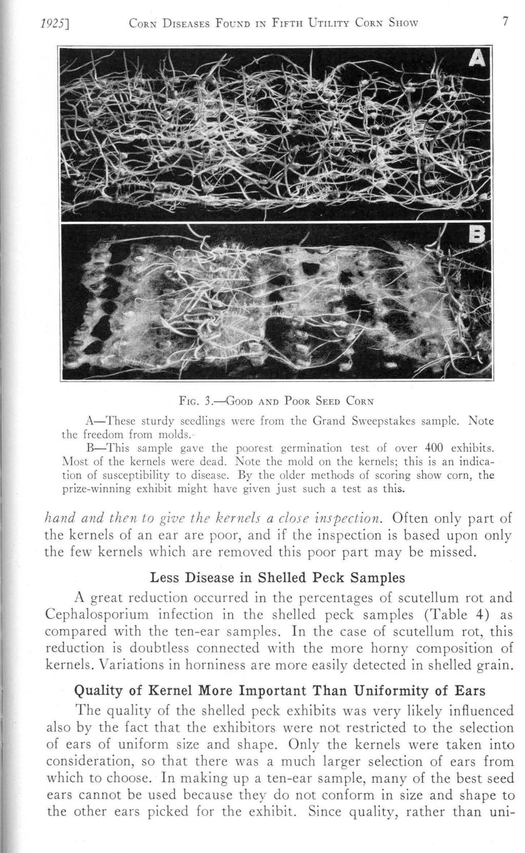 1925] CoRN DISEASES FouND IN FIFTH UTILITY CoRN SHow 7 FIG. 3.~GooD AND PooR SEED CoRN A-These sturdy seedlings were from the Grand Sweepstakes sample. Note the freedom from molds.