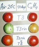 Composition Sugars Acids Aroma volatiles Vitamins Maturity & Ripening Stages GREEN The tomato surface is completely green. The shade of green may vary from light to dark.