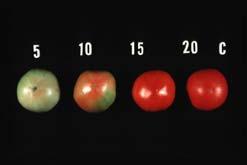 Quality of ripe greenhouse TOV tomatoes of two cultivars. Fruit were stored at.c for days.