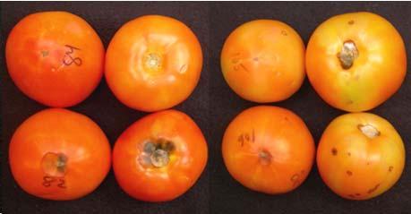 Red color, Hue Round Tomato (cv Bobcat) stored weeks + days Hue color value Storage Temperature. C ( F) C ( F).