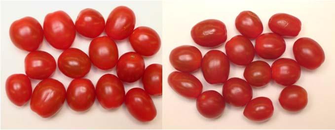 Storage for grape tomatoes is somewhat different due to water loss; High quality grape tomatoes on salad trays at C okay for - days A. Visual Quality B. Weight Loss C d C d =excellent, =unuseable LSD.