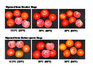 differences among varieties Ripening Temperature and ethylene treatment Temperature and RH -Impact on firmness and gloss Table. Effect of temperature on ripening rates of conventional tomatoes.