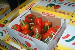 Bell peppers generally do not respond to ethylene Temperature has the greatest effect on color change or ripening.