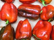 C F C F C F C F C F cv Yolo Wonder To maximize quality and shelf-life of colored peppers, harvest at no more than -