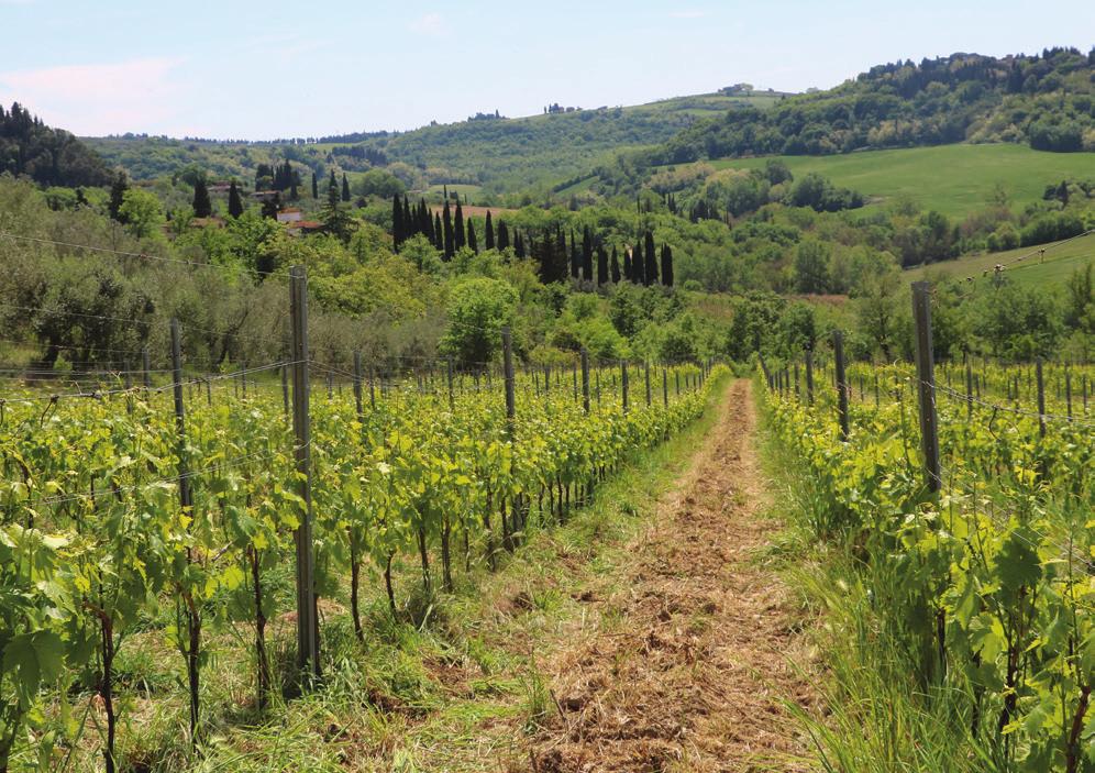 Our Vineyard The 14 hectares under vine of Vignano are located in the heart of the Tuscan countryside to the south of Florence and at the foothills of the Apennines.