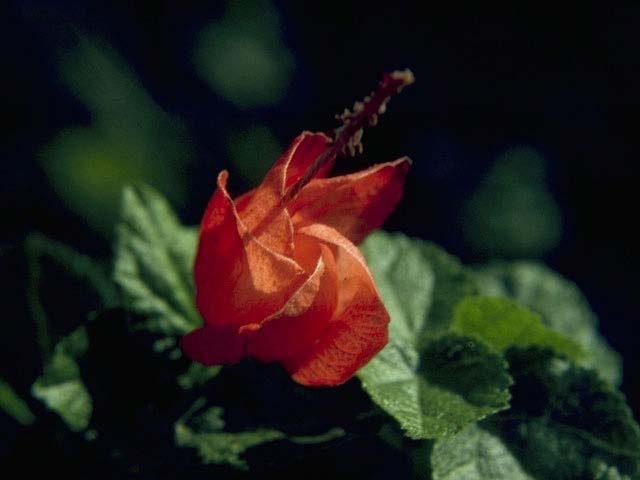 JUNE PLANT OF THE MONTH TURK S CAP npsot.org http://www.