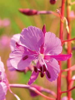 FIREWEED Fireweed is a tall perennial herb with large clusters of red-purple flowers growing in dense stands on cut or burnt over timberlands.