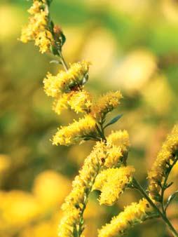 GOLDENROD This well-known, field-oriented plant features great compound clusters of yellow flowers, and can be found throughout North America.