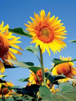 SUNFLOWER Growing up to nine feet tall, the sunflower is cultivated in vast fields that are a paradise for bees as it s blossom produces far more nectar than smaller flowering plants.