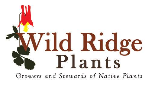 Wild Ridge Plants LLC / Native Plant Nursery & Stewardship Consultants / Pohatcong, NJ For inquiries, please contact us: For detailed plant descriptions: wildridgeplants.