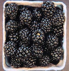 Blackberries Vs Raspberries How do blackberries and