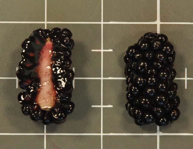 The major difference is: Blackberries are picked