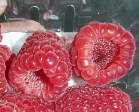 torus is picked with the plant Raspberries have the