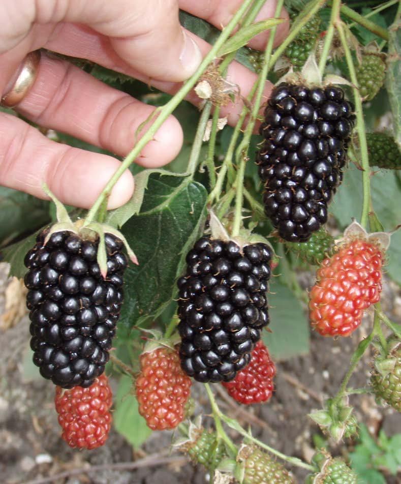 Natchez Berry size large, 8-10 g; remain large