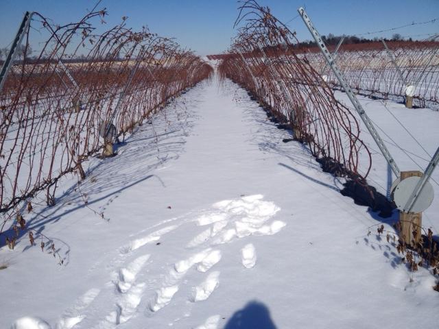 Hardiness with the RCA Trellis and The winter of 2013-2014 was the
