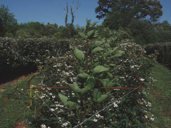 The Blackberry Plant Thorny or thornless canes Perennial plants (live year after year) with biennial canes (canes live two