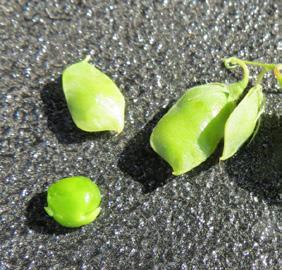 Get up close and personal with pods and seeds The only way to be sure if a field