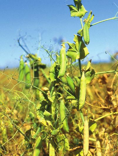 PLANNING FOR HARVEST SUCCESS In green peas, spray when: Average moisture content is no more than 45%, and the crop begins to take on an overall yellow appearance.