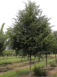 It is noted for its elliptic, toothed, glossy, dark green leaves, mottled bark and resistance to Dutch elm disease. It resembles American elm with its vase shaped growing habit.