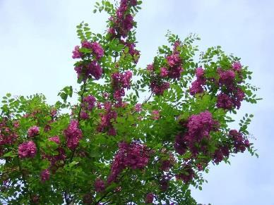 LOCUST, PURPLE ROBE Purple Robe is a medium sized, deciduous tree that typically grows to 30-40 tall with an oval-upright habit.