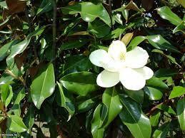 MAGNOLIA, BRACKENS Brackens is a compact cultivar that typically grows to 30 tall with a dense, narrow, pyramdial-oval crown, and produces flowers and leaves that are approximately one-half the size
