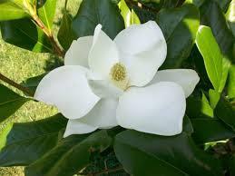 Full sun Zone 5-8 MAGNOLIA, EDITH BOGUE Edith Bogue is a cultivar that is noted for its excellent winter hardiness. Over time, this cultivar will grow to 60 by 30 wide.
