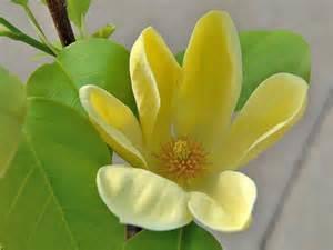 MAGNOLIA, YELLOW BIRD This is an upright, conical to pyramidal, deciduous, yellow-flowered hybrid magnolia that will mature over time to 40 tall with a 25 spread.