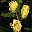 Full sun to part shade Zone 4-8 MAGNOLIA, YELLOW LANT. Yellow Lantern is a yellow-flowered magnolia hybrid.