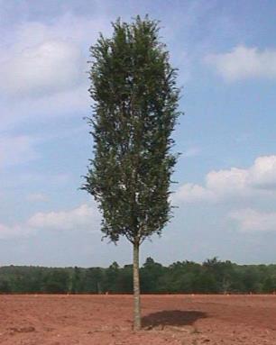 ELM, EVERCLEAR Narrow, vase-shaped tree that grows about 40 tall by 15 wide, growing as much as 3 feet per year.